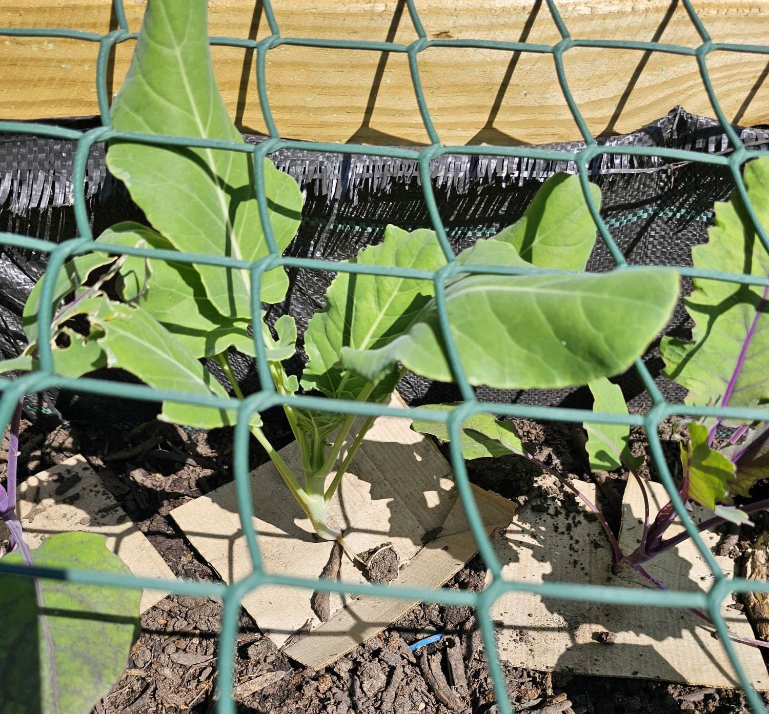 raised beds