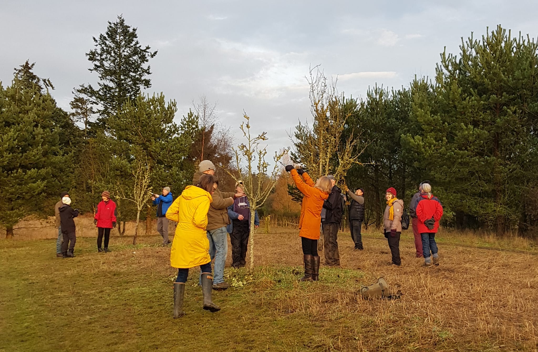 tree pruning